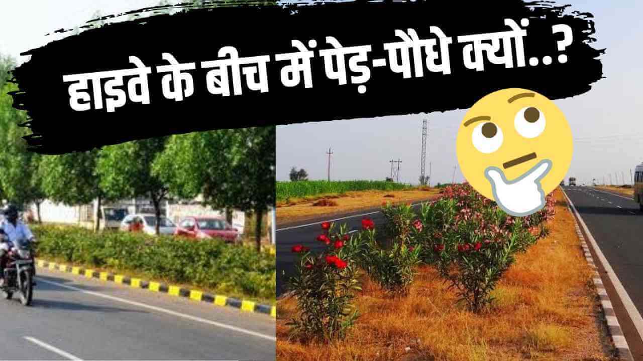 हाइवे के बीच में पेड़ क्यों लगाए जाते हैं,